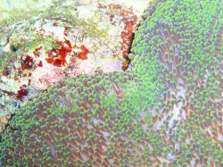 イソギンチャクの中には？