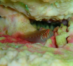 慶良間ダイビング ヒージャーベイ 慶良間ダイビング ヒージャーベイ