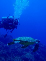 慶良間ダイビング カミグー 慶良間ダイビング カミグー