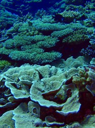 慶良間ダイビング ヒージャーベイ 慶良間ダイビング ヒージャーベイ