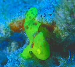 カエルアンコウ　今一番のアイドルです♪