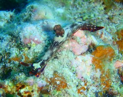 この時期ふえてきますね。 この時期ふえてきますね。