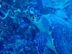 念願かなって 念願かなって