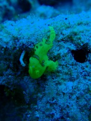 幸せをよぶ？？