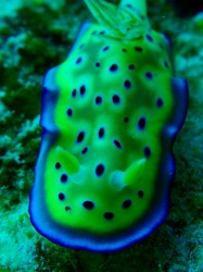 バッサバッサしてましたよ