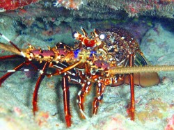 全然逃げなかった。