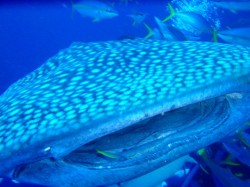 ジンベイザメダイビング ち・近いぞーーー ジンベイザメダイビング ち・近いぞーーー