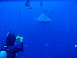 ジンベイザメダイビング 追いかけるのではなく、先回りして待つのです♪ ジンベイザメダイビング 追いかけるのではなく、先回りして待つのです♪