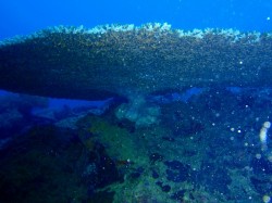 テーブルサンゴ=クシハダミドリイシ 下から見たところ(沖縄本島近海 嘉手納) テーブルサンゴ=クシハダミドリイシ 下から見たところ(沖縄本島近海 嘉手納)