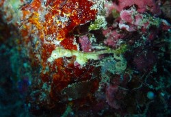 ピグミーシードラゴン　【沖縄本島近海　イナンビシ）