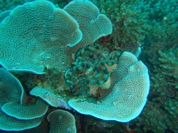 サンゴの中にシャコガイが!(沖縄本島 マリーナ225) サンゴの中にシャコガイが!(沖縄本島 マリーナ225)