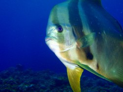 ツバメウオ (沖縄本島 真栄田岬) ツバメウオ (沖縄本島 真栄田岬)