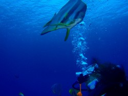 ツバメウオとパチリ (沖縄本島 真栄田岬) ツバメウオとパチリ (沖縄本島 真栄田岬)
