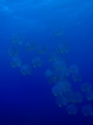 ツバメウオの群れ (沖縄本島 真栄田岬) ツバメウオの群れ (沖縄本島 真栄田岬)