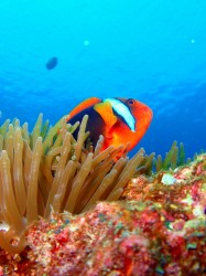 ハマクマノミ (沖縄本島 真栄田岬) ハマクマノミ (沖縄本島 真栄田岬)