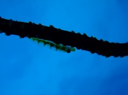 ガラスハゼ、文字通り「透けています」（沖縄本島近海　イナンビシ）