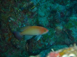 ケラマハナダイ