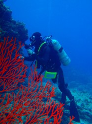 イソバナも綺麗～～