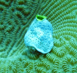 ユキンコボウシガニ