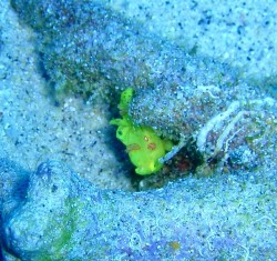 幸せの黄色？いカエルアンコウ