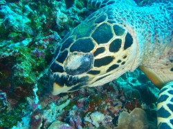 タイマイ お食事中! (沖縄 慶良間諸島 タマナーファーム) タイマイ お食事中! (沖縄 慶良間諸島 タマナーファーム)