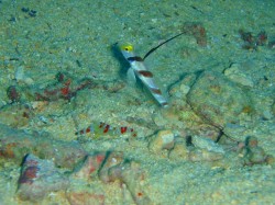 ヒレナガネジリンボウ (沖縄本島 イナンビシ) ヒレナガネジリンボウ (沖縄本島 イナンビシ)