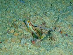 ヤシャハゼ (沖縄本島 イナンビシ) ヤシャハゼ (沖縄本島 イナンビシ)