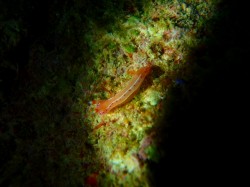 イチゴミルクウミウシ? の赤ちゃん (沖縄本島 イナンビシ) イチゴミルクウミウシ? の赤ちゃん (沖縄本島 イナンビシ)