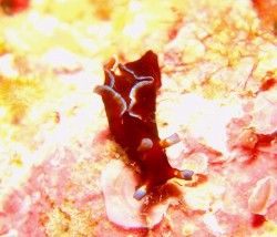 アメフラシ アメフラシ