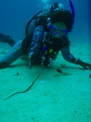 近海ボートダイビング 近海ボートダイビング