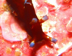 牛みたい♪ 写真を切り取って大きくしてみました♪ 牛みたい♪ 写真を切り取って大きくしてみました♪