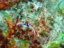 ぱっと見　何かウミウシが居るように感じた人もいるのでは？