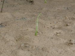 マングローブの種が着床したところ　（沖縄　マングローブカヤック）