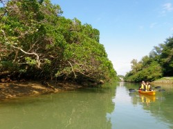 水辺を観察　（沖縄　マングローブ　カヤック）
