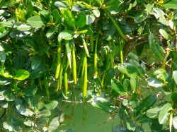 マングローブの種　（沖縄　マングローブ　カヤック）