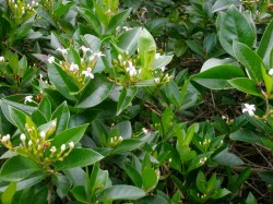 オヒルギの花　（沖縄　マングローブ　カヤック）