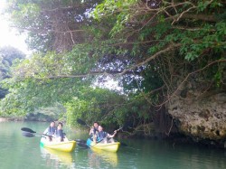 マングローブ　探検　カヤック