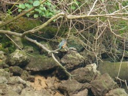 水辺のハンター　カワセミ　（沖縄　マングローブカヤック）