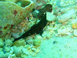 ツマジロ君です。