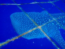 ジンベイくんはすぐそこに! (沖縄本島 ジンベイザメダイビング) ジンベイくんはすぐそこに! (沖縄本島 ジンベイザメダイビング)