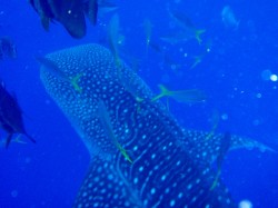 ツバメウオやツムブリも乱舞! (沖縄本島 ジンベイザメダイビング) ツバメウオやツムブリも乱舞! (沖縄本島 ジンベイザメダイビング)