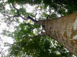 下から見ると迫力満点