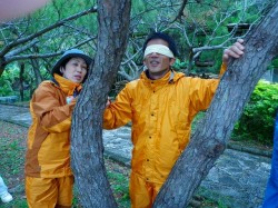 この木はなんだろう