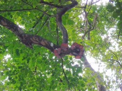 天然きくらげ初めて見ました