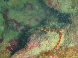 オビイシヨウジ　（沖縄本島　イナンビシ）