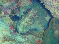 周りに同化しようとしてますね　（沖縄　イナンビシ）