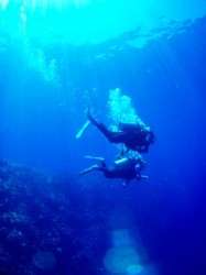 パラオブルーとても言うのでしょうか・・・癒されました♪ パラオブルーとても言うのでしょうか・・・癒されました♪