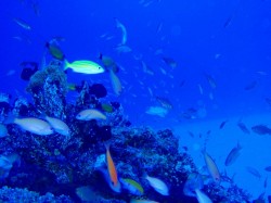 はんぱない魚影