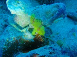 カエルアンコウ