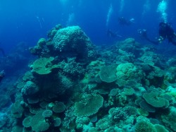 サンゴもモリモリ元気でした!! サンゴもモリモリ元気でした!!